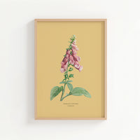Foxglove | Botanical Art Vintage Flower Print | Yellow Sand - Unframed
