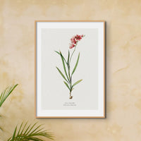 Set of Three Vintage Floral Prints | Spraxis Group | Botanical Wall Art - Unframed