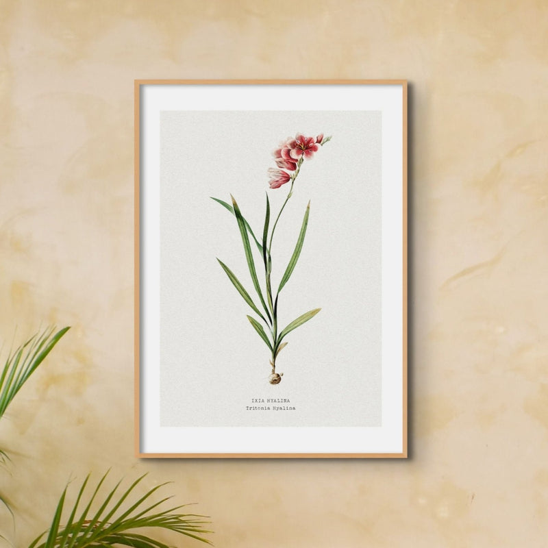 Set of Three Vintage Floral Prints | Spraxis Group | Botanical Wall Art - Unframed