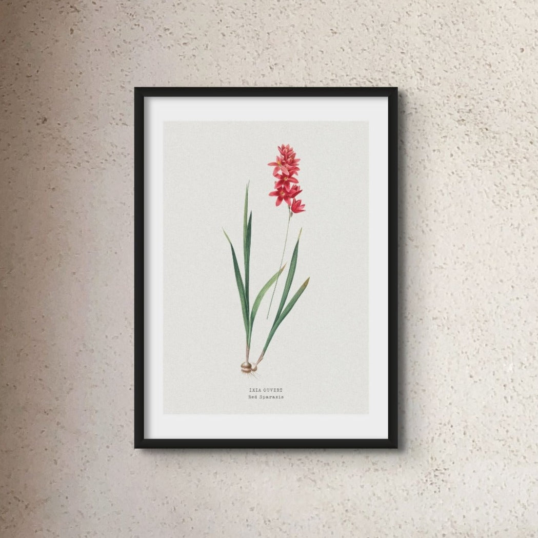 Set of Three Vintage Floral Prints | Spraxis Group | Botanical Wall Art - Unframed