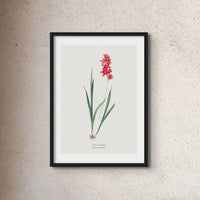 Set of Three Vintage Floral Prints | Spraxis Group | Botanical Wall Art - Unframed