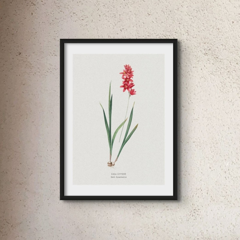 Set of Three Vintage Floral Prints | Spraxis Group | Botanical Wall Art - Unframed