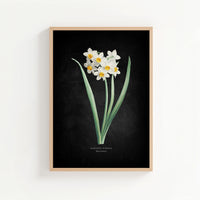 Narcissus | Botanical Art Vintage Flower Print | Black - Unframed