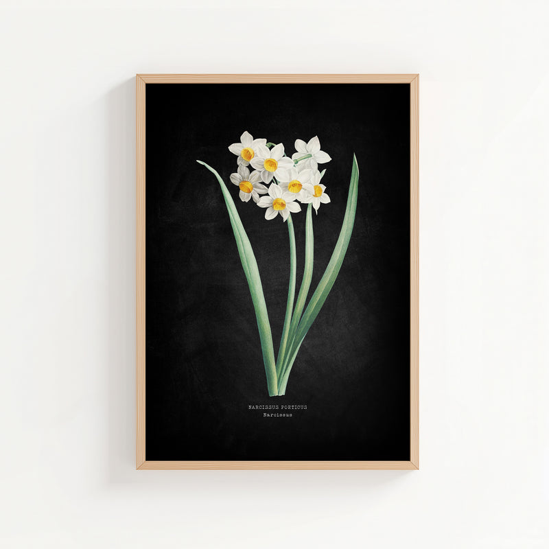 Narcissus | Botanical Art Vintage Flower Print | Black - Unframed