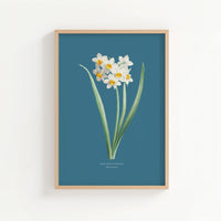 Narcissus | Botanical Art Vintage Flower Print | Marine Blue - Unframed