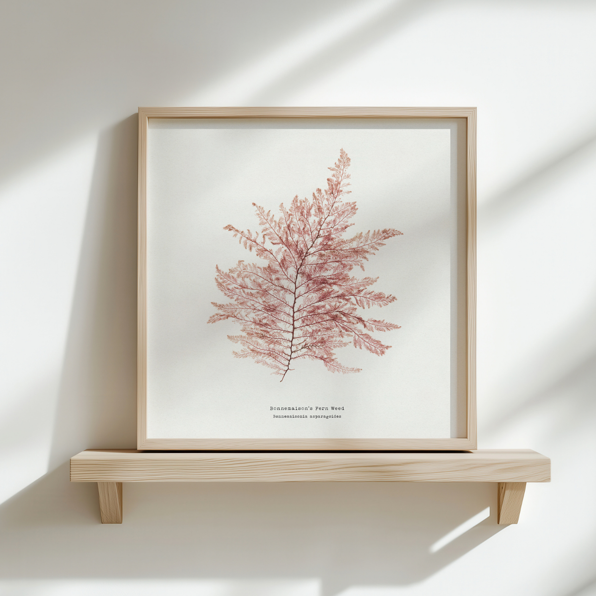 Framed artwork of pressed seaweed on a white background, displayed on a wooden shelf.