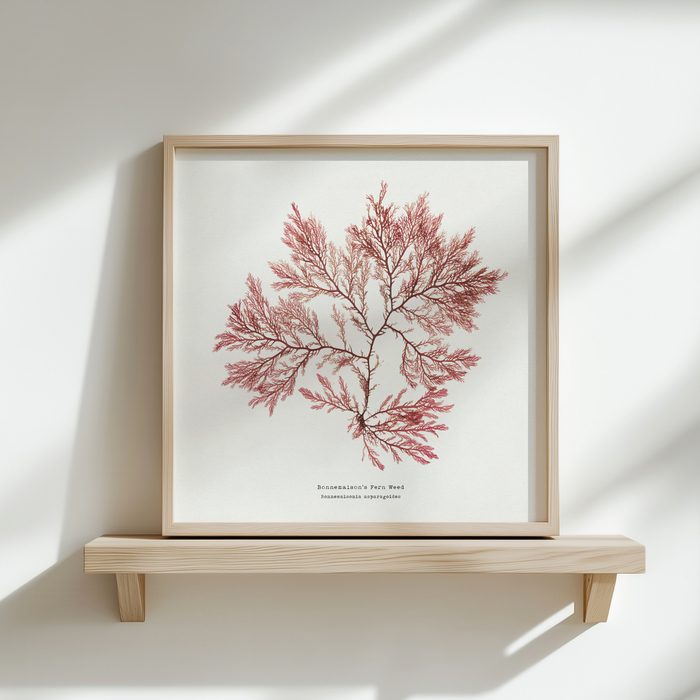 Framed artwork of red seaweed on a white background, displayed on a wooden shelf.
