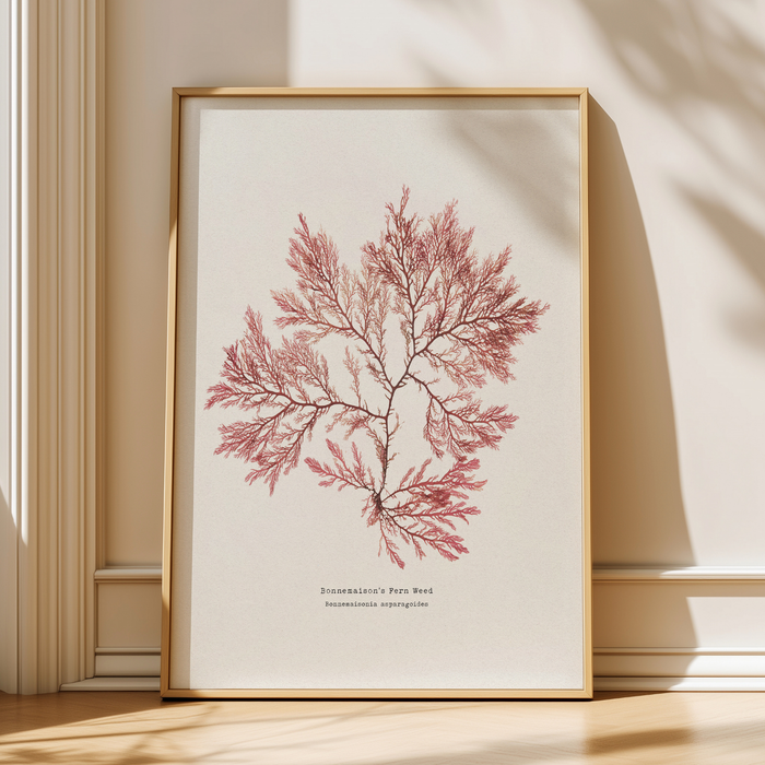 Framed botanical artwork of pressed seaweed print on a beige wall