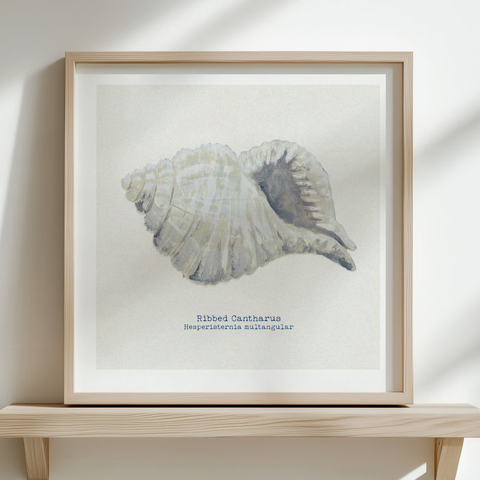 Hand-painted Ribbed Shell Art Print | Natural Background - Unframed