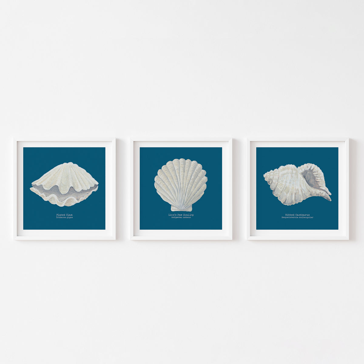 Hand-painted Scallop Shell Art Print | Marine Blue Background - Unframed