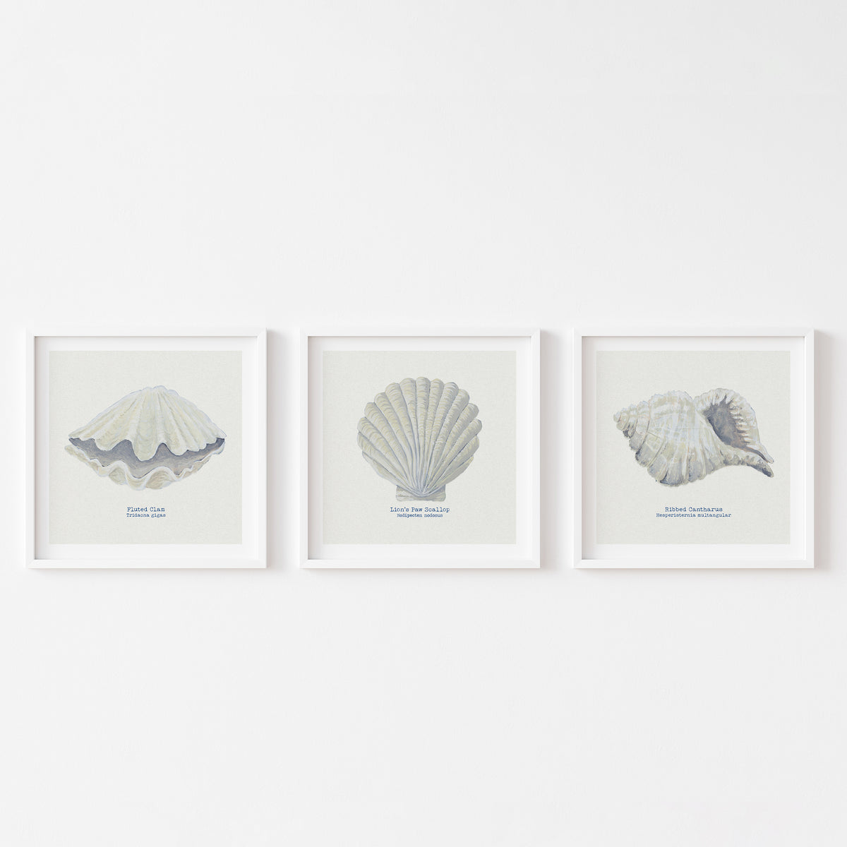 Hand-painted Scallop Shell Art Print | Natural Background - Unframed