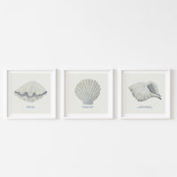 Hand-painted Scallop Shell Art Print | Natural Background - Unframed