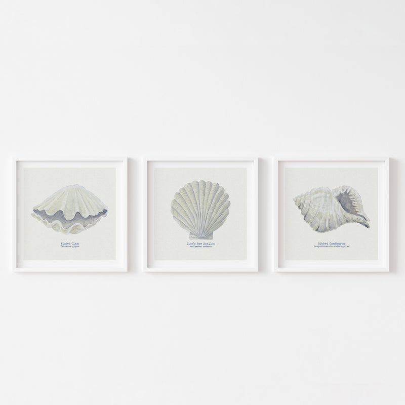 Hand-painted Scallop Shell Art Print | Natural Background - Unframed