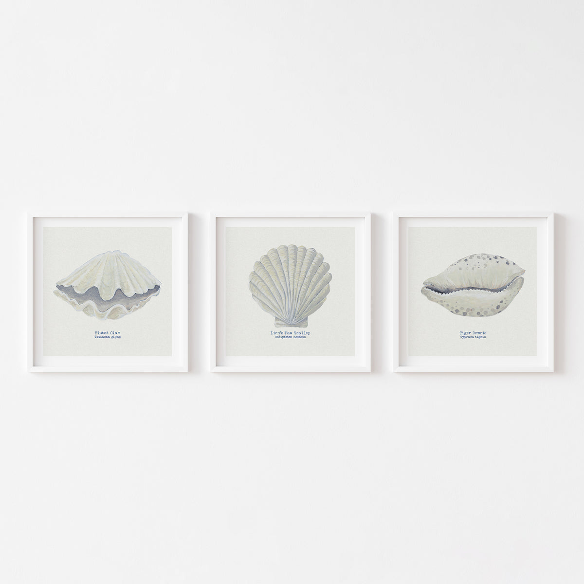 Hand-painted Cowrie Shell Art Print | Natural Background - Unframed