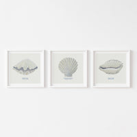 Hand-painted Cowrie Shell Art Print | Natural Background - Unframed