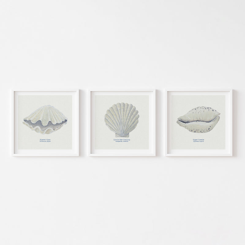 Hand-painted Cowrie Shell Art Print | Natural Background - Unframed