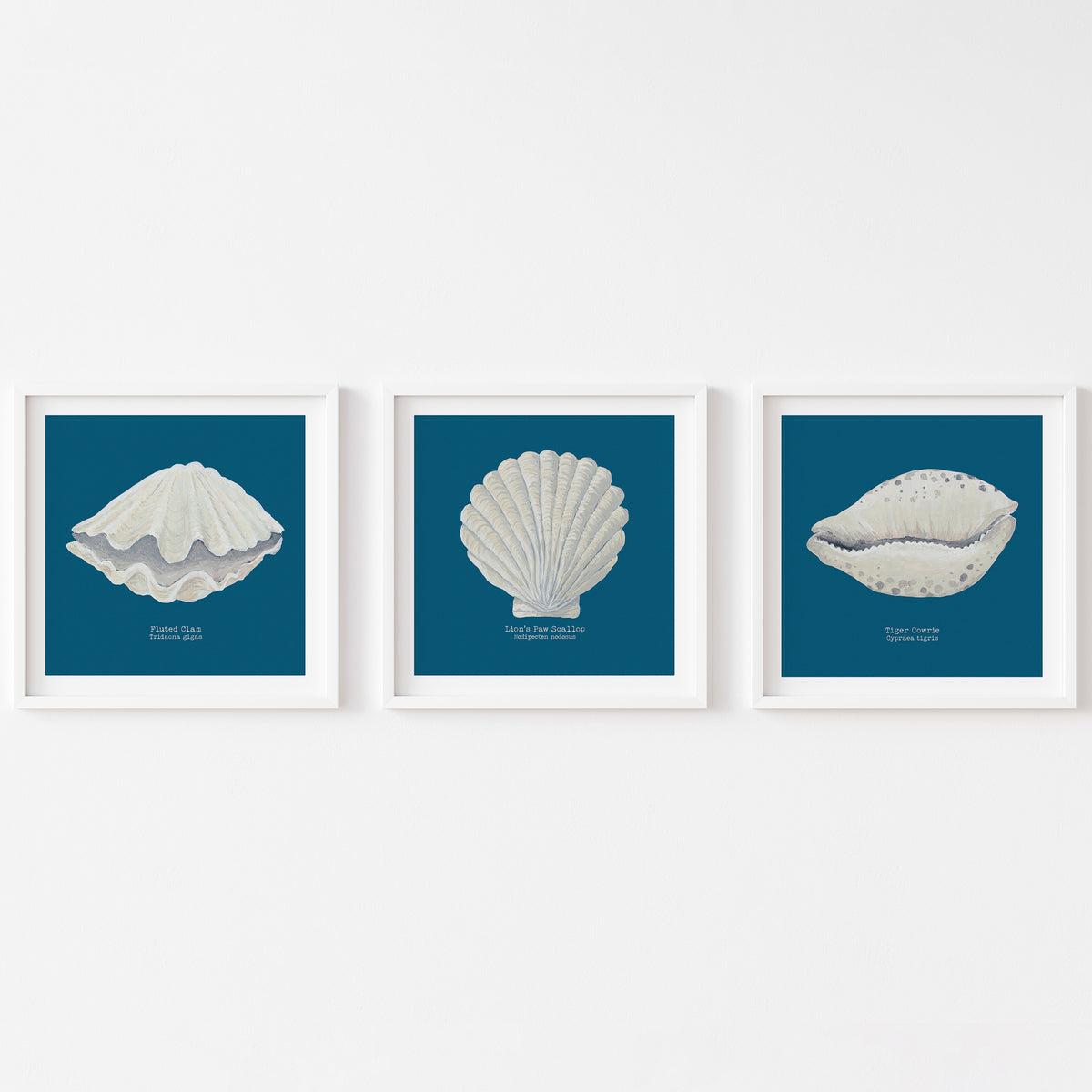 Hand-painted Cowrie Shell Art Print | Marine Blue Background - Unframed
