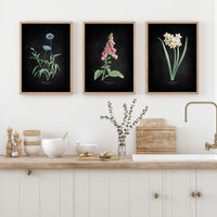 Narcissus | Botanical Art Vintage Flower Print | Black - Unframed
