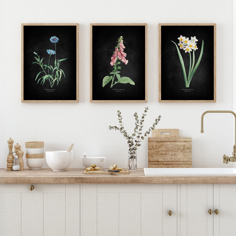 Narcissus | Botanical Art Vintage Flower Print | Black - Unframed