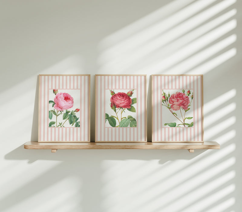 Vintage Rose 3 | Vintage Flower Art Print | Pink Stripe - Unframed