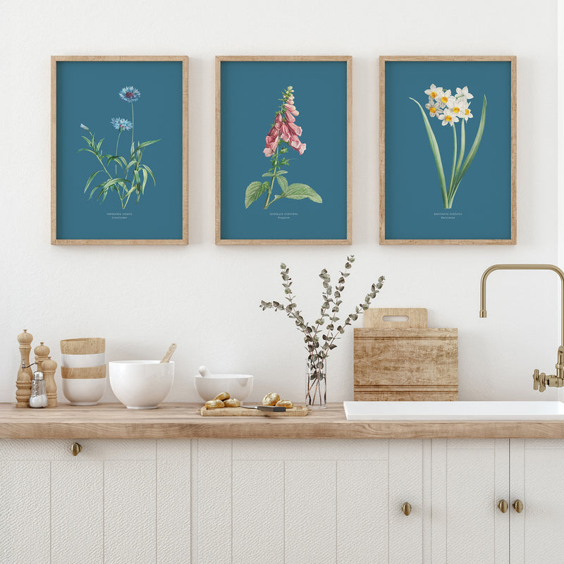 Three framed botanical prints above a kitchen counter with decorative items.