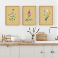 Three framed botanical prints above a kitchen counter with decorative items.