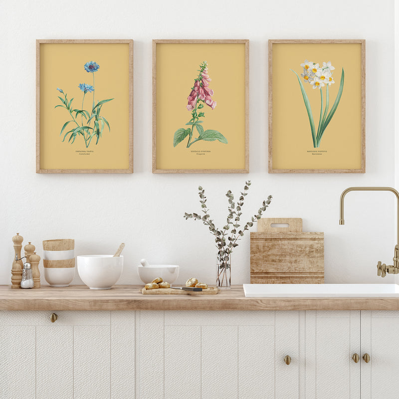 Three framed botanical prints above a kitchen counter with decorative items.