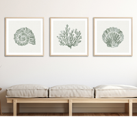 Set of Three Sage Green Coral and Shell Art Prints  - Framed