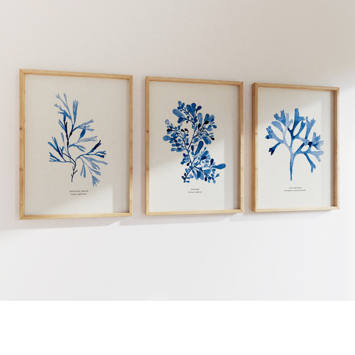 Set of three Rosy Indigo Seaweed Paintings - Unframed
