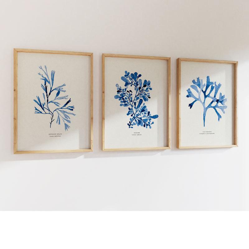 Set of three Rosy Indigo Seaweed Paintings - Unframed
