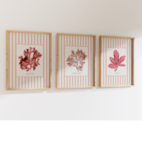 Set of Three Pressed Seaweed prints on Stripes - Unframed