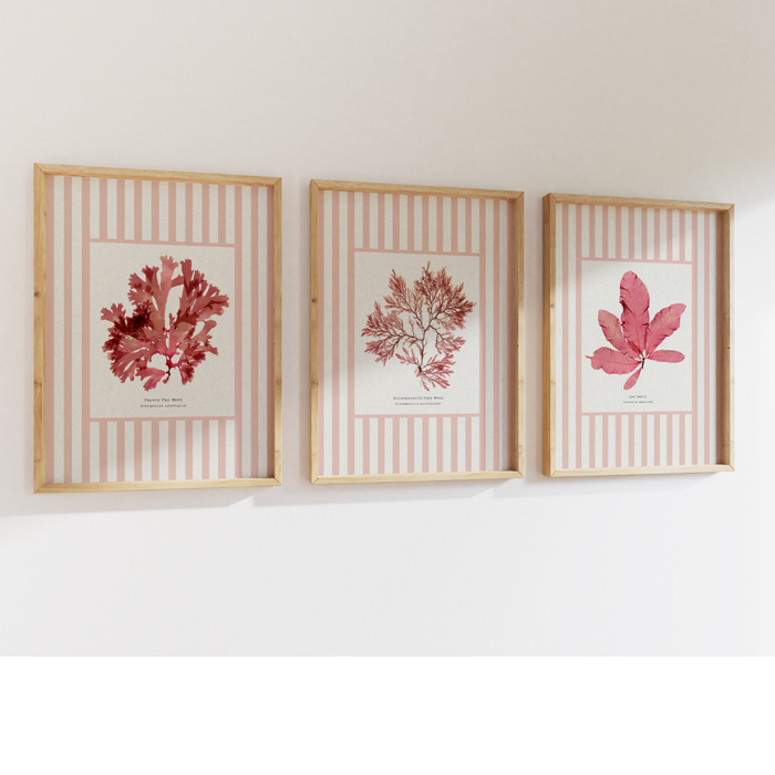 Set of Three Pressed Seaweed prints on Stripes - Unframed