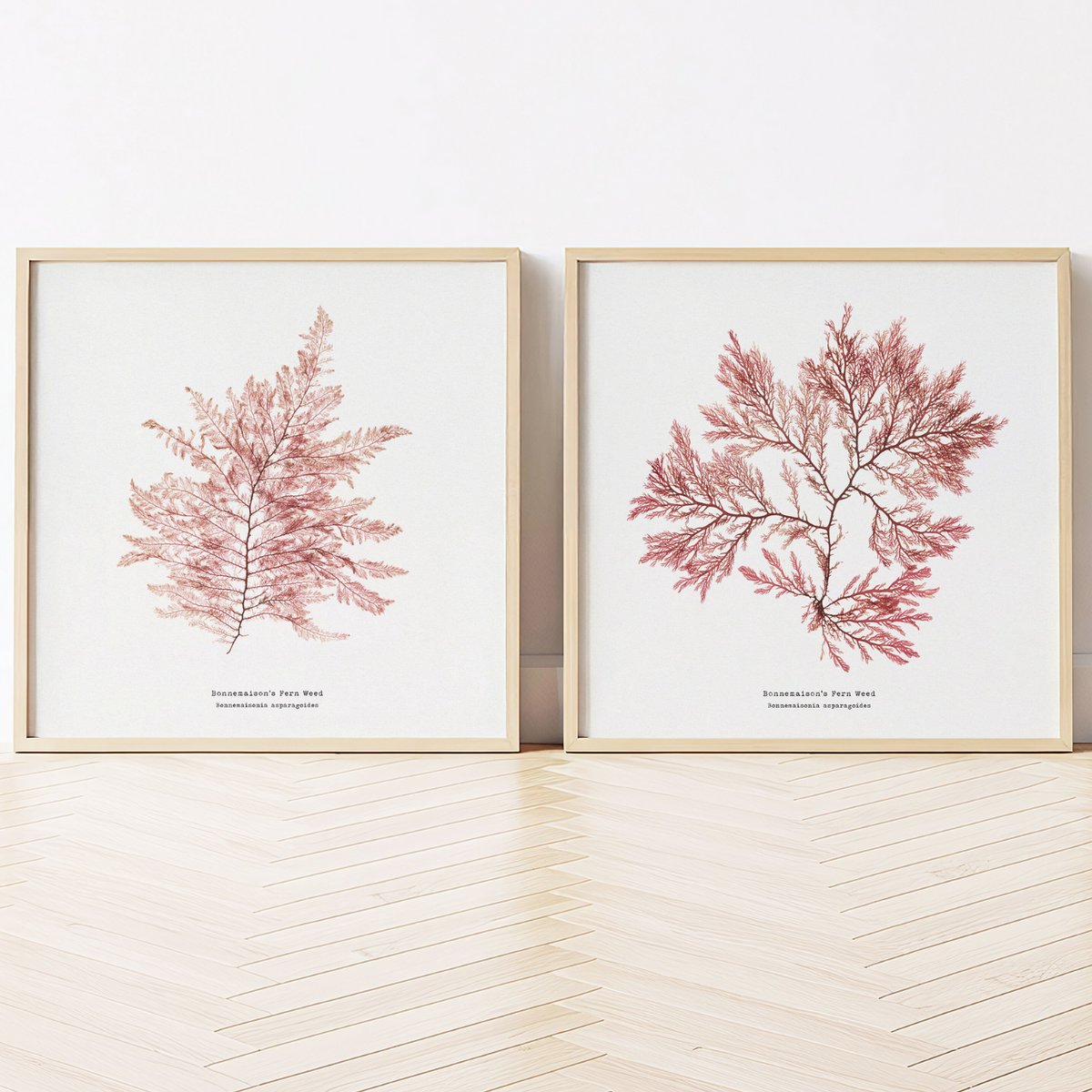 Set of two pressed seaweed prints. Two framed square prints of pink seaweed on a white wall.