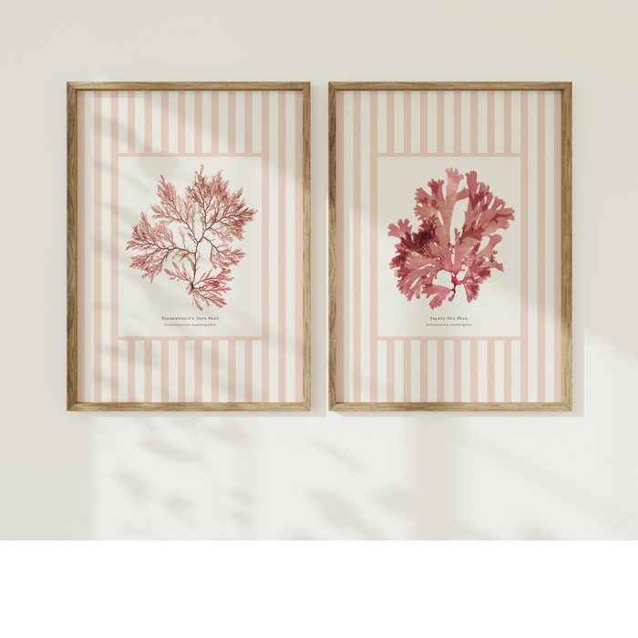 Two framed prints of pink pressed seaweed on a white wall with striped pattern