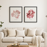 Set of two red seaweed prints above sofa in coastal inspired living room.