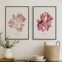 Set of Two Pressed Seaweed Prints | Seaweed Art - Unframed