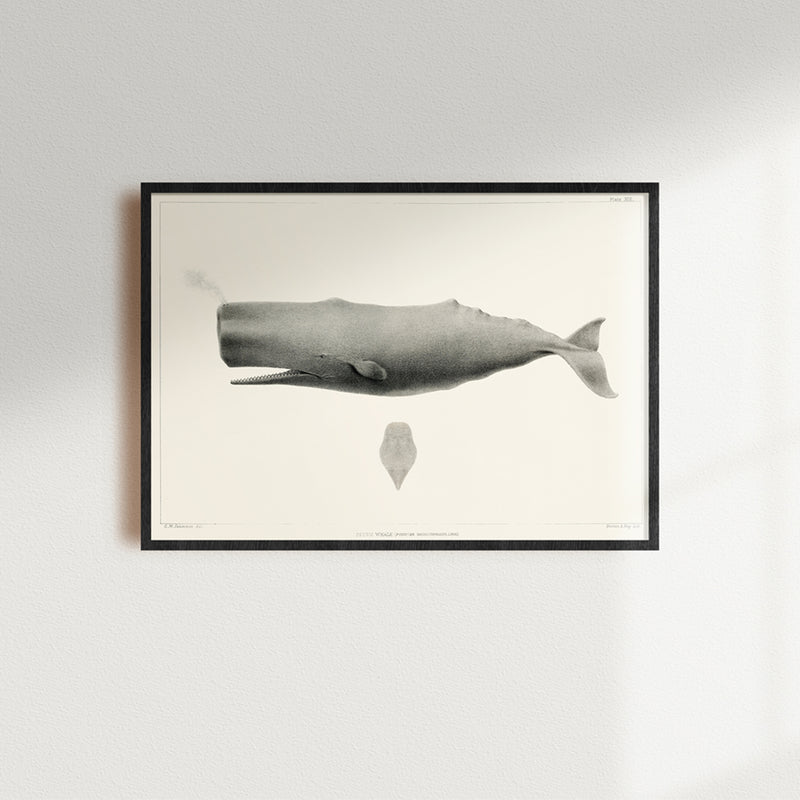 Vintage Whale Print | Sperm Whale Art - Unframed