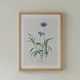 botanical art print collection link with a vintage cornflower art print framed on wall.