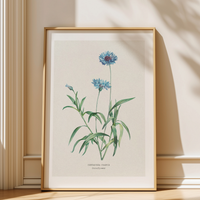 Framed botanical print of blue cornflower painting.