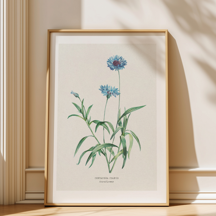 Framed botanical print of blue cornflower painting.