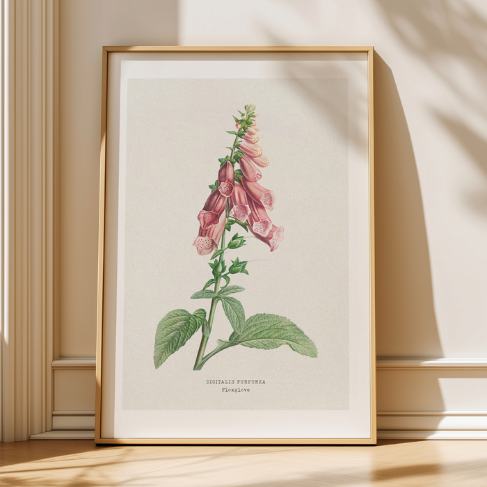 Framed botanical print of foxglove flower painting.