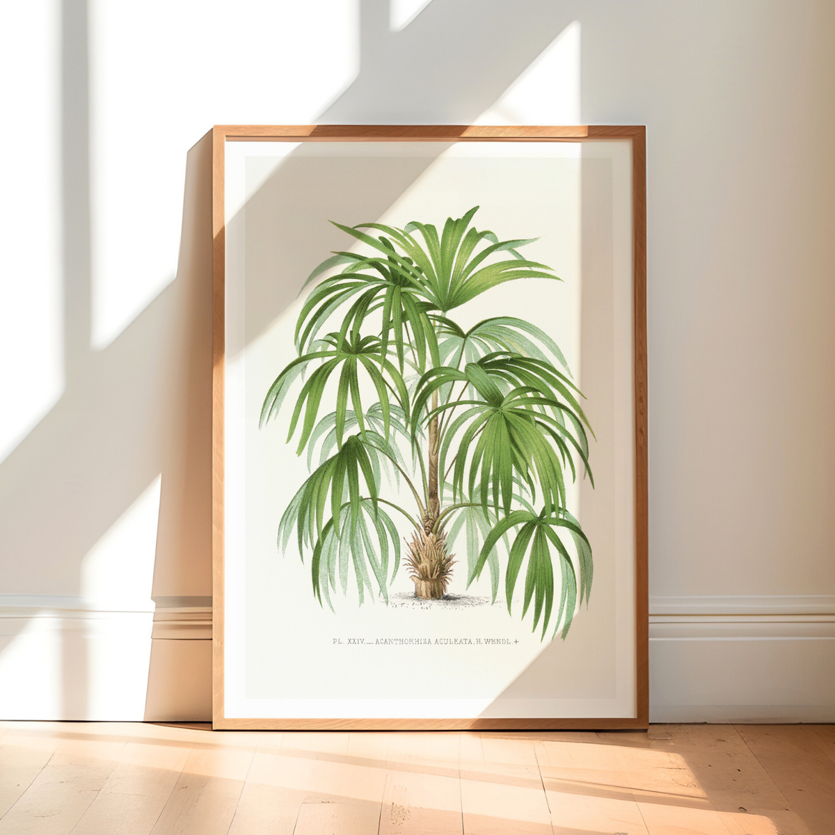 Vintage palm tree print with lush green leaves, framed botanical wall art on a neutral background. wood frame, styled in a sunlit room.