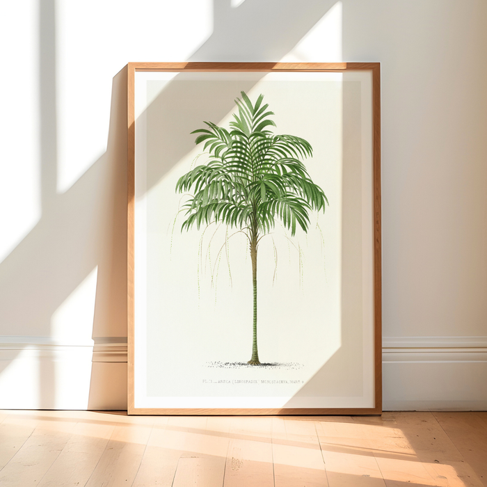 Areca palm tree print – vintage botanical wall art, green palm illustration in natural wood frame