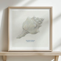 Hand-painted Whelk Shell Art Print | Natural Background - Unframed
