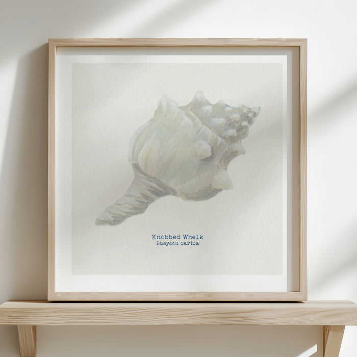 Hand-painted Whelk Shell Art Print | Natural Background - Unframed