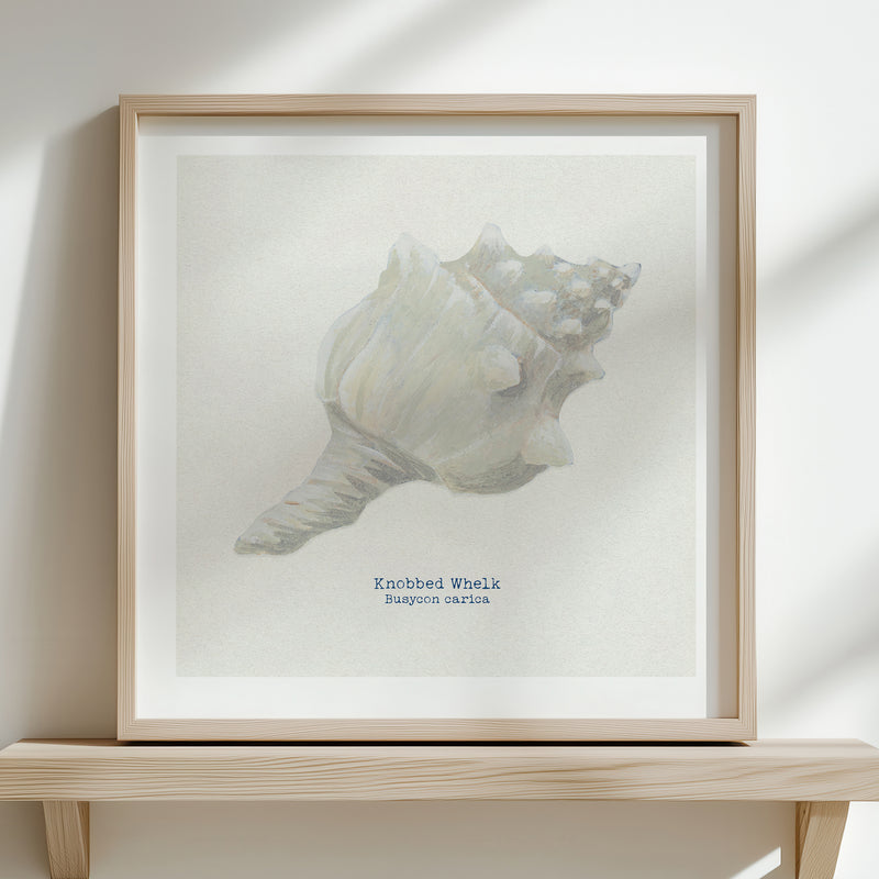 Hand-painted Whelk Shell Art Print | Natural Background - Unframed