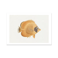 Vintage Fish Painting No. 2 | Fish Wall Art Print - Unframed