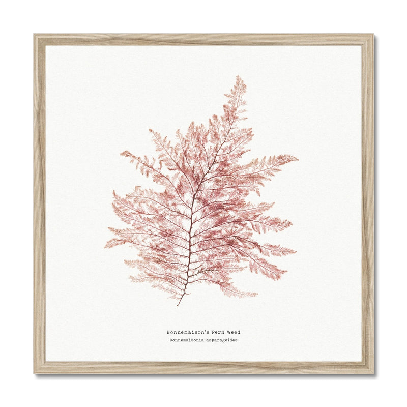 Square Seaweed Print Wall Art | Fern Weed No 1 - Framed