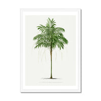 Areca Palm Tree Print | Vintage Botanical Palm Art Print - Framed