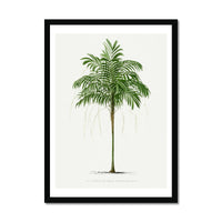 Areca Palm Tree Print | Vintage Botanical Palm Art Print - Framed